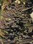 Page: - 105 | High Times