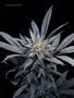 Page: - 59 | High Times