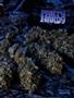 Page: - 61 | High Times