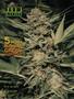 Page: - 85 | High Times