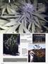 Page: - 86 | High Times