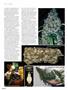 Page: - 100 | High Times