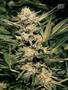 Page: - 105 | High Times