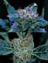 Page: - 59 | High Times