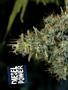 Page: - 60 | High Times