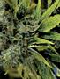 Page: - 61 | High Times