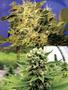 Page: - 62 | High Times