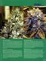 Page: - 63 | High Times
