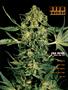 Page: - 85 | High Times