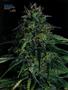 Page: - 87 | High Times