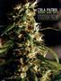 Page: - 98 | High Times