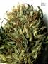 Page: - 105 | High Times
