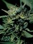Page: - 59 | High Times