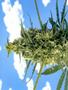 Page: - 60 | High Times