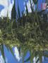 Page: - 61 | High Times