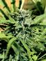 Page: - 62 | High Times