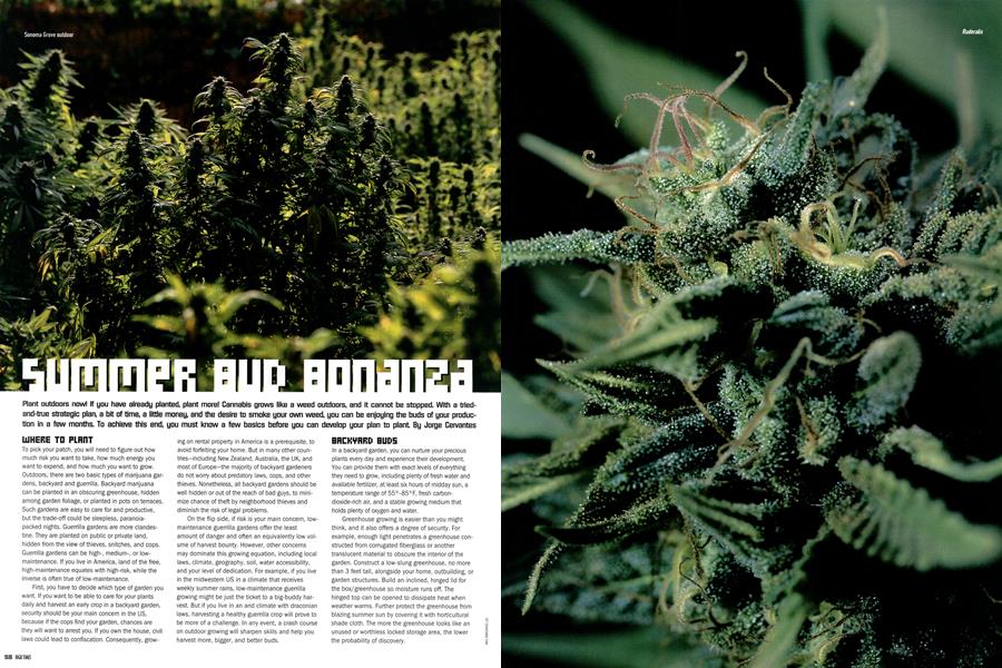 SUMMER BUD BONANZA