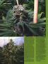 Page: - 100 | High Times
