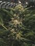 Page: - 105 | High Times