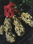 Page: - 45 | High Times