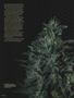 Page: - 50 | High Times