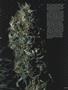 Page: - 51 | High Times