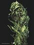 Page: - 59 | High Times