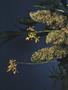 Page: - 60 | High Times
