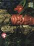 Page: - 61 | High Times