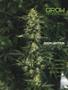 Page: - 85 | High Times