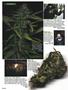 Page: - 88 | High Times