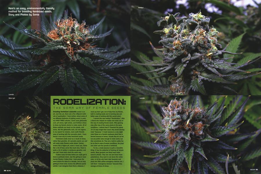 RODELIZATION
