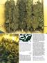Page: - 104 | High Times