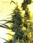 Page: - 105 | High Times