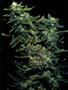 Page: - 59 | High Times