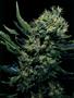 Page: - 62 | High Times