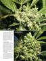 Page: - 63 | High Times
