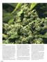 Page: - 64 | High Times