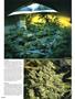 Page: - 66 | High Times