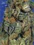 Page: - 87 | High Times