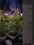 Page: - 53 | High Times