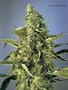 Page: - 55 | High Times