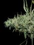 Page: - 56 | High Times