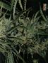 Page: - 57 | High Times