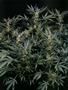 Page: - 58 | High Times