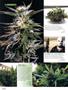 Page: - 80 | High Times