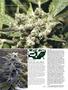 Page: - 96 | High Times