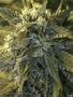 Page: - 97 | High Times