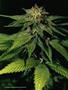 Page: - 55 | High Times