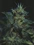 Page: - 58 | High Times